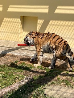 写真：4月20日ココア4