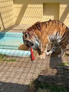 写真：4月20日ココア5