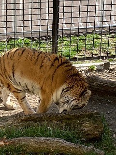 写真：4月27日ココア4