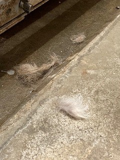 写真：ココアの冬毛