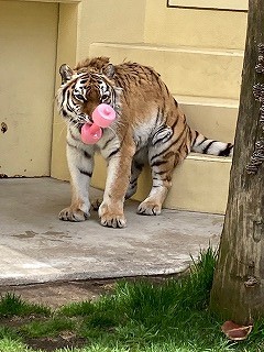 写真：5月8日ココア1