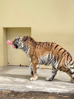 写真：5月8日ココア2