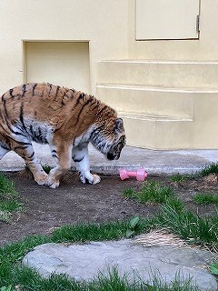 写真：5月8日ココア5