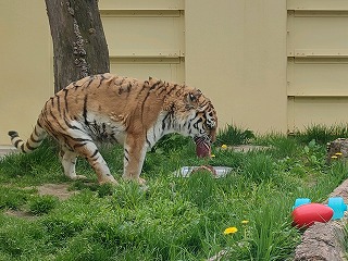 写真：5月23日ココア1