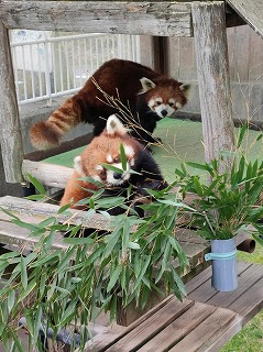 写真：アスナロとシンゲン