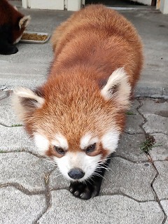 写真：レラ