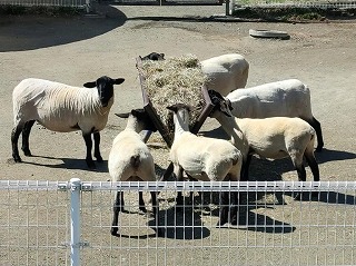 写真：毛刈り後のヒツジ