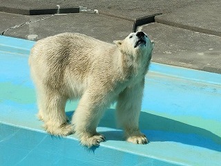 写真：キロル