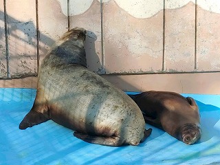 写真：シンコとトキオ