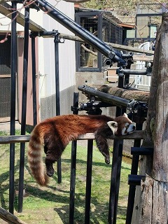 写真：シンゲン