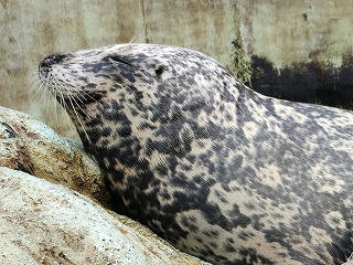 写真：ゼニガタアザラシ