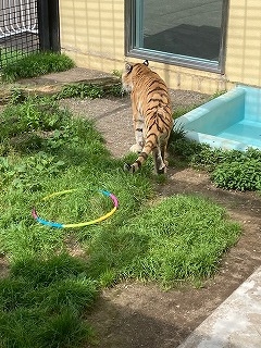 写真：7月2日（土曜日）ココア4