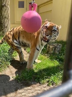 写真：7月2日（土曜日）ココア5