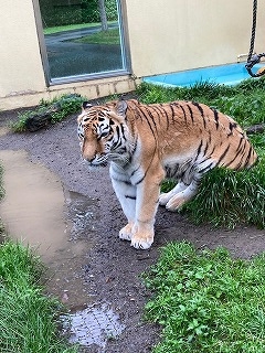 写真：7月10日（日曜日）ココア2