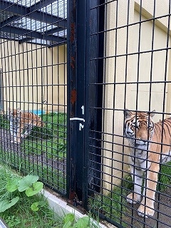 写真：7月10日（日曜日）ココア4