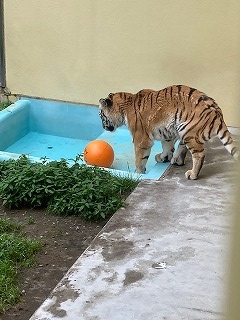 写真：7月14日（木曜日）ココア1