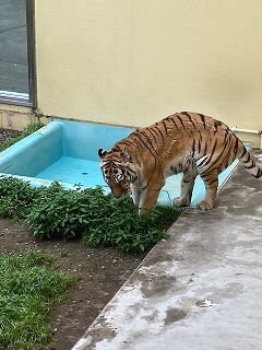 写真：7月14日（木曜日）ココア2