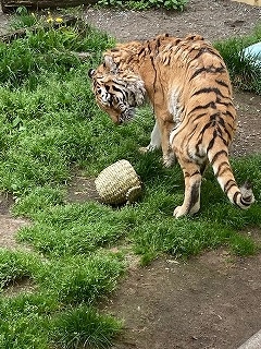 写真：6月2日（木曜日）ココア1