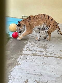 写真：6月24日（金曜日）ココア8