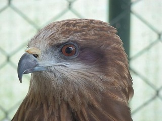 写真：トビ