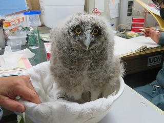 写真：シマフクロウ6月13日