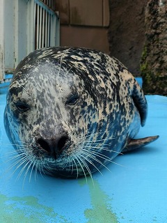 写真：ゼニガタアザラシ「まあ」