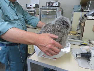 写真：シマフクロウの体重測定