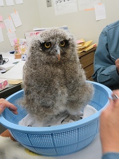 写真：シマフクロウ6月24日3