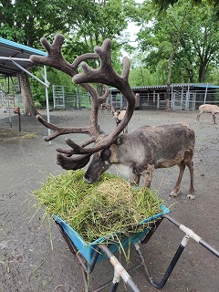 写真：トナカイの雄