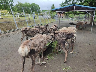 写真：トナカイみんな2