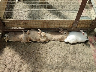 写真：日陰で休むウサギ