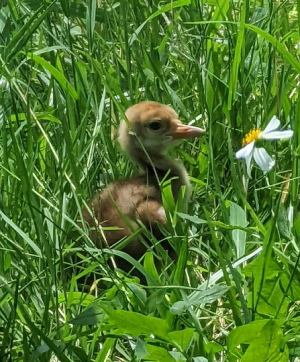 写真：台北で生まれたタンチョウのヒナ