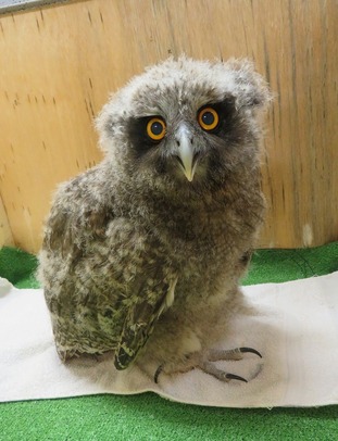 人工育雛していたシマフクロウの写真