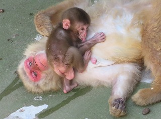 写真：ニホンザル赤ちゃん