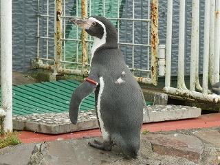 フンボルトペンギン右赤の写真