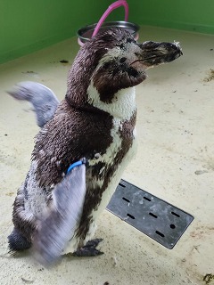 フンボルトペンギン右黒青の写真