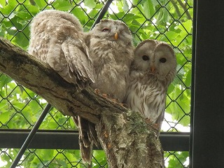 エゾフクロウの親子の写真