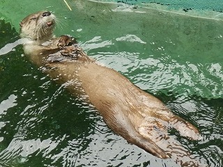 カワウソが泳いでいる写真