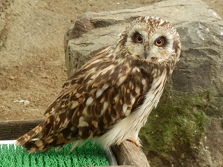 コミミズクの写真