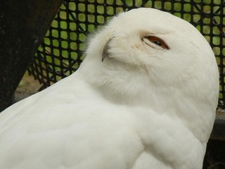 シロフクロウの写真