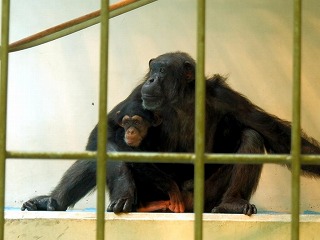 チンパンジーのつむぎと母親のリリーの写真