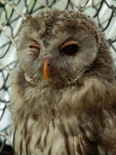 ウィンクするエゾフクロウの写真