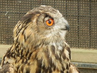 ワシミミズクの写真