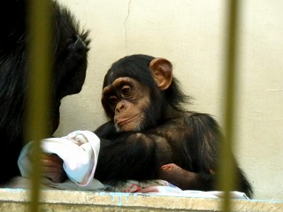 チンパンジーつむぎの写真