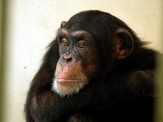 チンパンジーゆづるの写真