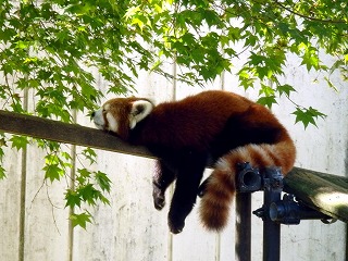 レッサーパンダのシンゲンが休んでいる写真