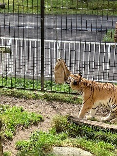 麻袋をかみ続けるココアの写真