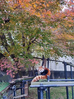 紅葉をバックにしたレッサーパンダ「シンゲン」の写真