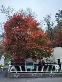 レッサーパンダ舎の紅葉の写真