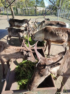 青草を食べるトナカイの写真